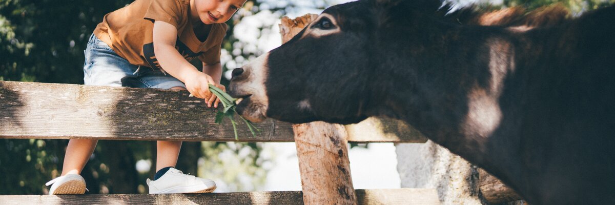 Bub fuettert Esel mit Gras | © Urlaub am Bauernhof / Daniel Gollner