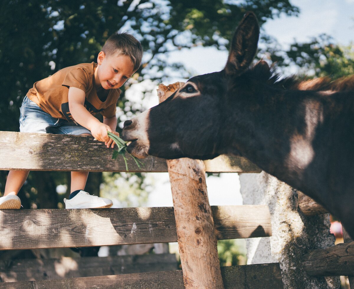 Bub fuettert Esel mit Gras | © Urlaub am Bauernhof / Daniel Gollner