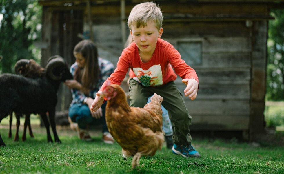 Bub fängt Huhn | © Urlaub am Bauernhof / Daniel Gollner 