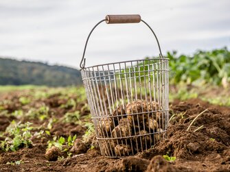 Erdäpfel klauben | © Urlaub am Bauernhof / Karin Lohberger