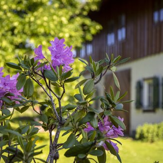 Rhododendron vor dem Ferienhof Ederbauer | © Urlaub am Bauernhof Österreich / Bernd Suppan