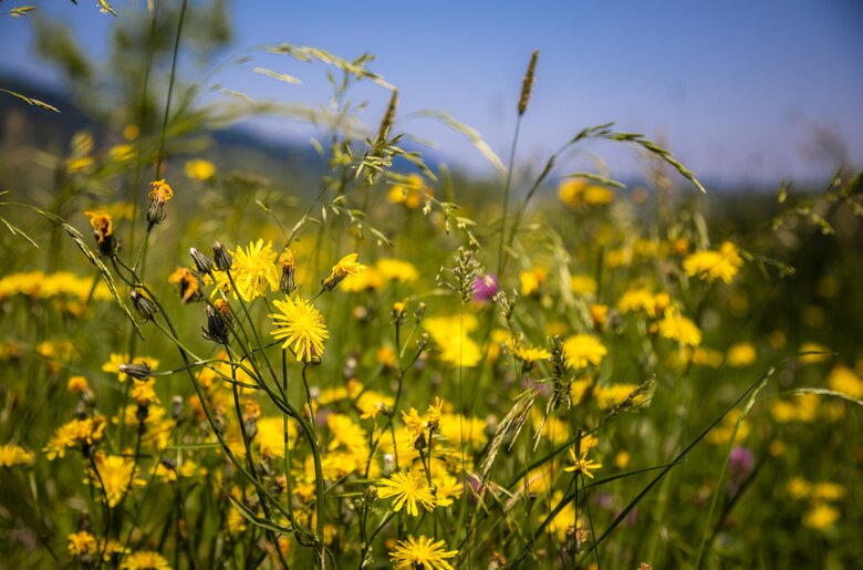 Blumenwiese am Ferienhof Ederbauer | © Urlaub am Bauernhof Österreich / Bernd Suppan