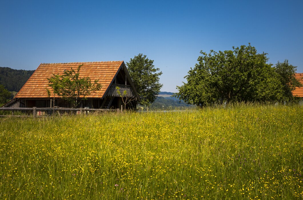 Blumenwiese und Obstgarten am Ferienhof Ederbauer | © Urlaub am Bauernhof Österreich / Bernd Suppan