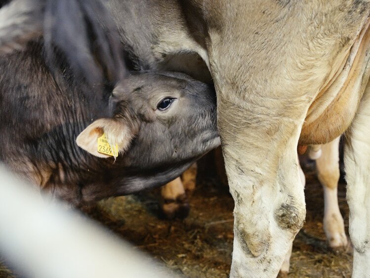 Kalb trinkt bei Mutterkuh am Sennhof Huter | © Daniel Gollner / Urlaub am Bauernhof