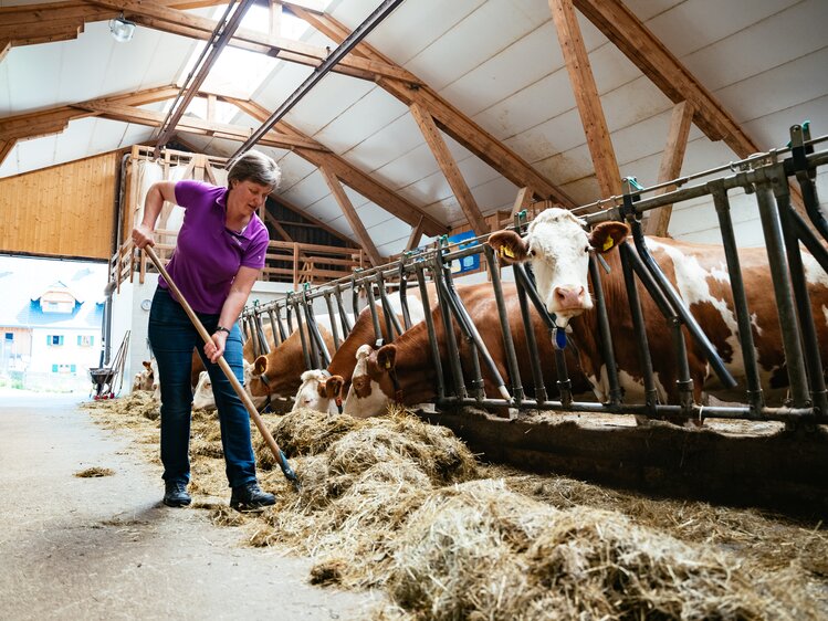 Im Kuhstall beim Rußbachbauern | © Daniel Gollner / Urlaub am Bauernhof