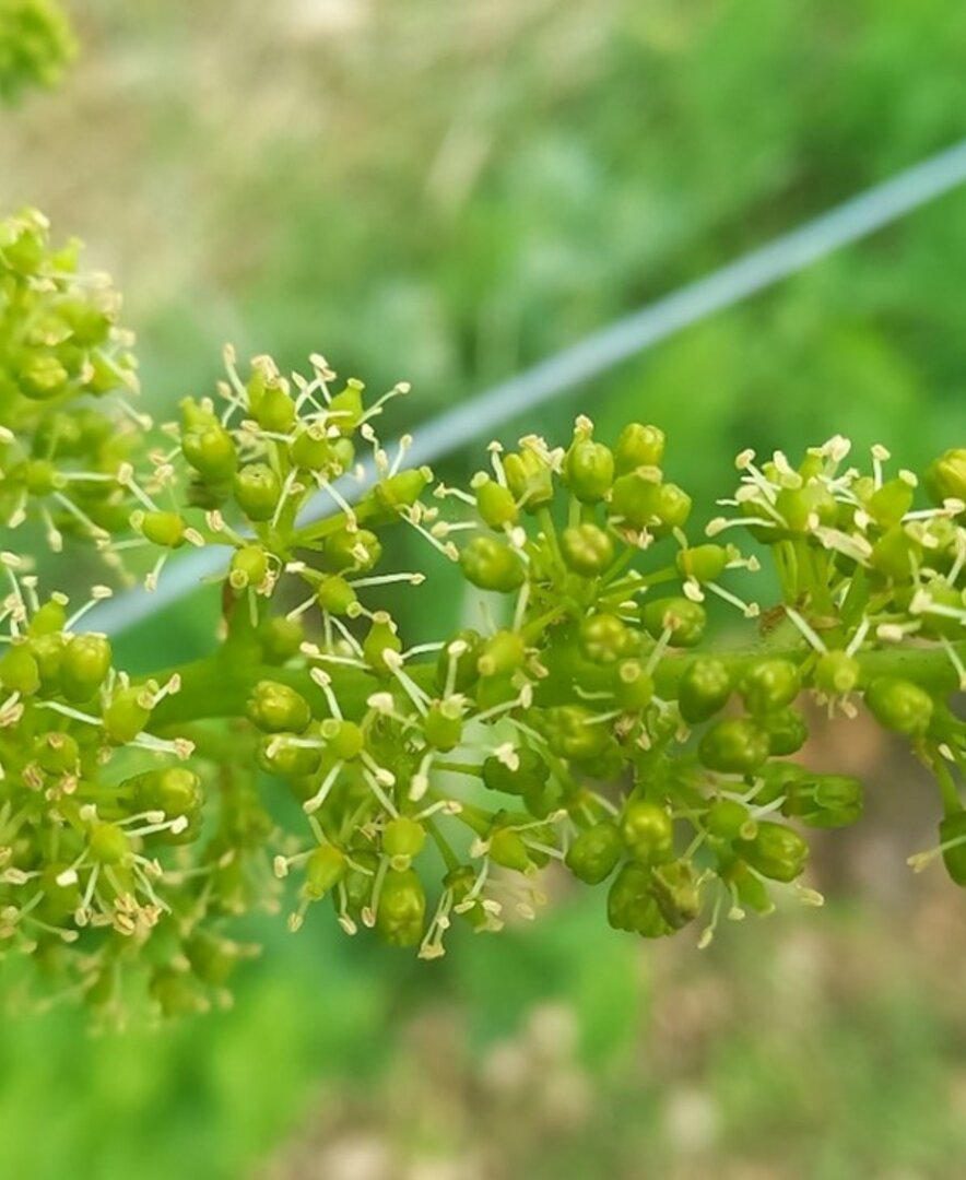 Weinblüte in Niederösterreich | © Urlaub am Bauernhof Niederösterreich