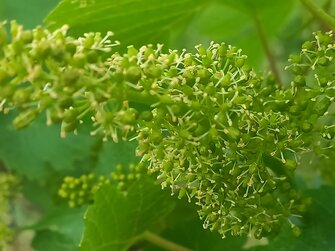 Weinblüte in Niederösterreich | © Urlaub am Bauernhof Niederösterreich