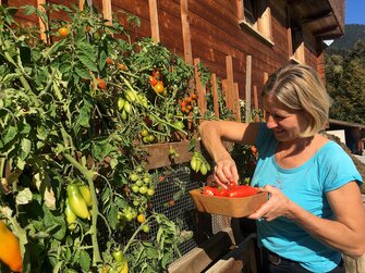 Eine Frau erntet reife Tomaten im Sommer und lacht | © Antje Zimmermann / Urlaub am Bauernhof