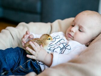 Baby mit Kücken beim Ebenabauer in Waidhofen an der Ybbs | © Urlaub am Bauernhof Österreich / Sandra Wagner