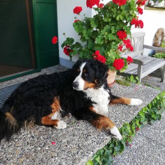 Hofhund Jimmy liegt vor Haustüre | © Urlaub am Bauernhof Österreich / Eller