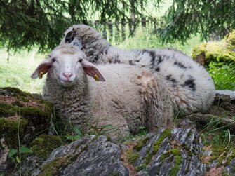 Schafe weiden am Bauernhof Stockham | © Urlaub am Bauernhof / Gerhard Liebenebrger