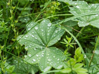 Nach dem Regen beim Stockhambauer | © Urlaub am Bauernhof / Gerhard Liebenberger