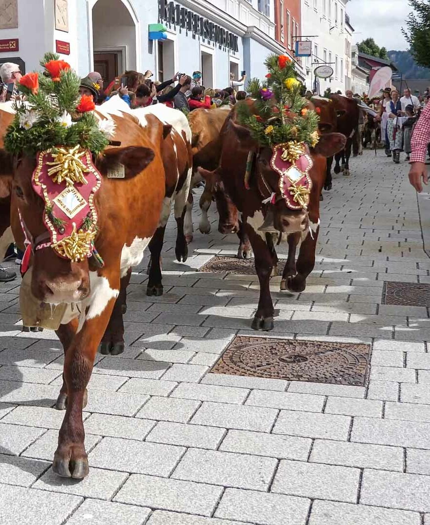 Almabtrieb durch das Ortszentrum | © Urlaub am Bauernhof / Gerhard Liebenberger 