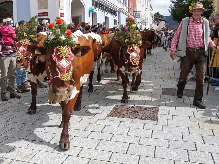 Almabtrieb durch das Ortszentrum | © Urlaub am Bauernhof / Gerhard Liebenberger 