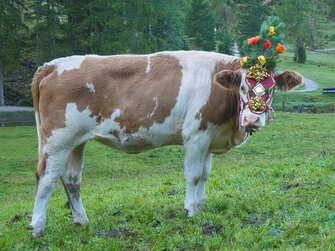 Geschmückte Kuh | © Urlaub am Bauernhof / Gerhard Liebenberger 