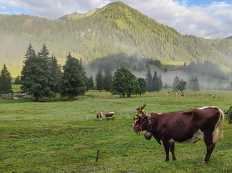 Kühe auf der Voralm | © Urlaub am Bauernhof / Gerhard Liebenberger 