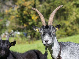 Zwei Ziegen auf der Weide am Archehof | © Urlaub am Bauernhof / Uwe Grinzinger