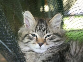 Katze liegt im Netz am Hönigshof in der Oststeiermark | © aub am Bauernhof Österreich / Gertrude Kerschenbauer 