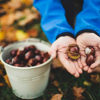 Kinder sammeln Kastanien | © Urlaub am Bauernhof 