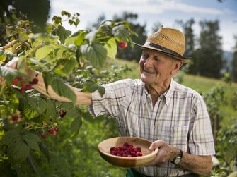 Altbauer bei der Himbeer-Ernte | © Urlaub am Bauernhof / Oststeiermark Tourismus / Bernhard Bergmann