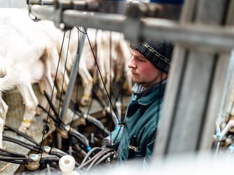 Bauer melkt seine Ziegen im Stall  | © Daniel Gollner / Urlaub am Bauernhof