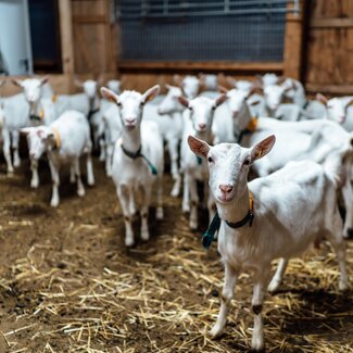 zahlreiche Ziegen im Ziegenstall am Ferienparadies Koller | © Urlaub am Bauernhof / Daniel Gollner