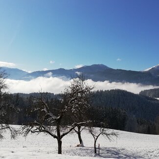 Obstbäume im Winter | © Steinerhof