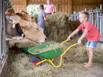 Bub füttert Kühe mit einer Schreibtruhe voll Heu | © Urlaub am Bauernhof Oberösterreich / Andreas Hofer