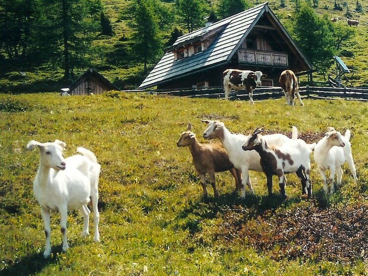 Ziegen stehen vor Almhütte auf der Wiese | © Urlaub am Bauernhof Österreich