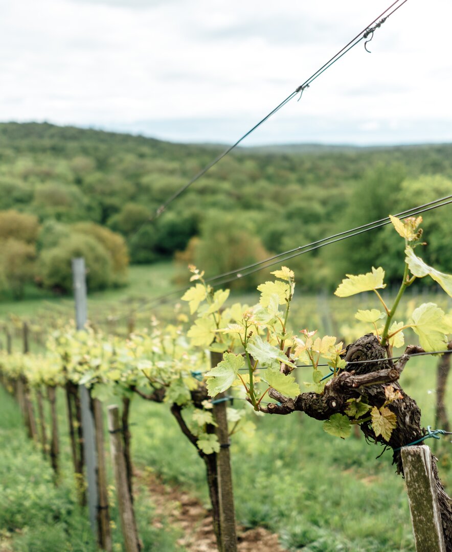 Weinrebe am Traubengarten Winkler | © Urlaub am Bauernhof / Daniel Gollner