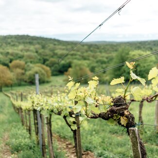 Weinrebe am Traubengarten Winkler | © Urlaub am Bauernhof / Daniel Gollner