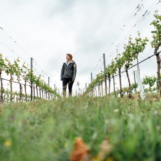 Weinreben vom Weingut Wendelin in der Froschperspektive | © Urlaub am Bauernhof / Daniel Gollner