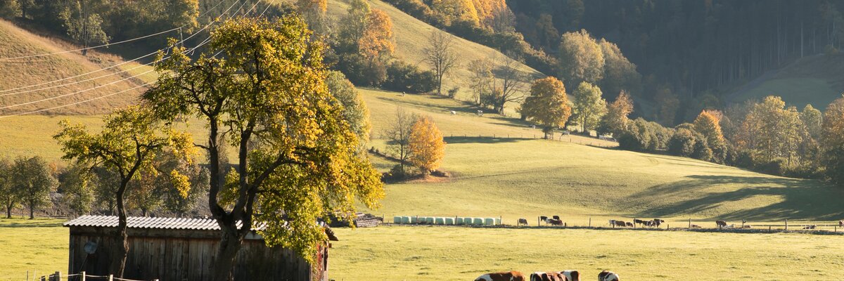 Kühe im Herbst | © Urlaub am Bauernhof / Punkt und Komma