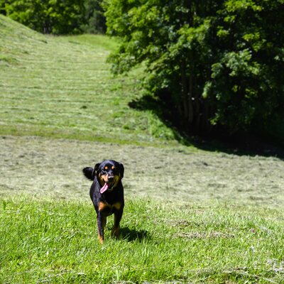 Hund in der Wiese | © Urlaub am Bauernhof / Punkt und Komma