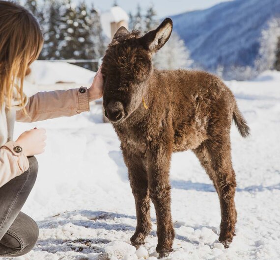Frau streichelt Babyesel | © Urlaub am Bauernhof / Pascal Baronit Eine Frau in einem beigen Mantel streichelt ein junges Eselchen im verschneiten Bergland. Die Szene vermittelt eine friedliche Begegnung zwischen Mensch und Tier in einer winterlichen Naturlandschaft. | © Urlaub am Bauernhof / Pascal Baronit