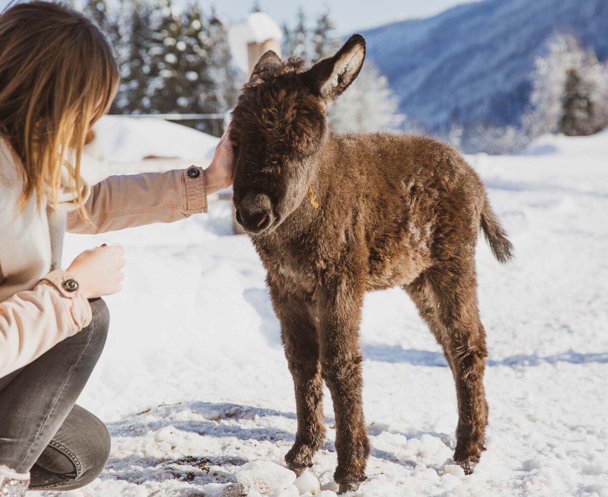 Frau streichelt kleinen Esel im Winter | © Urlaub am Bauernhof / Pascal Baronit