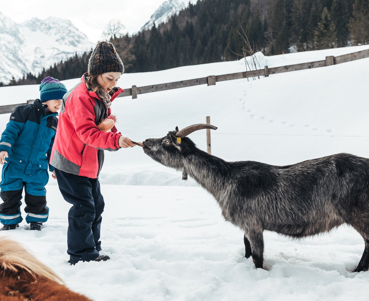 Kinder füttern Ziegen im Schnee | © Urlaub am Bauernhof / Punkt und Komma