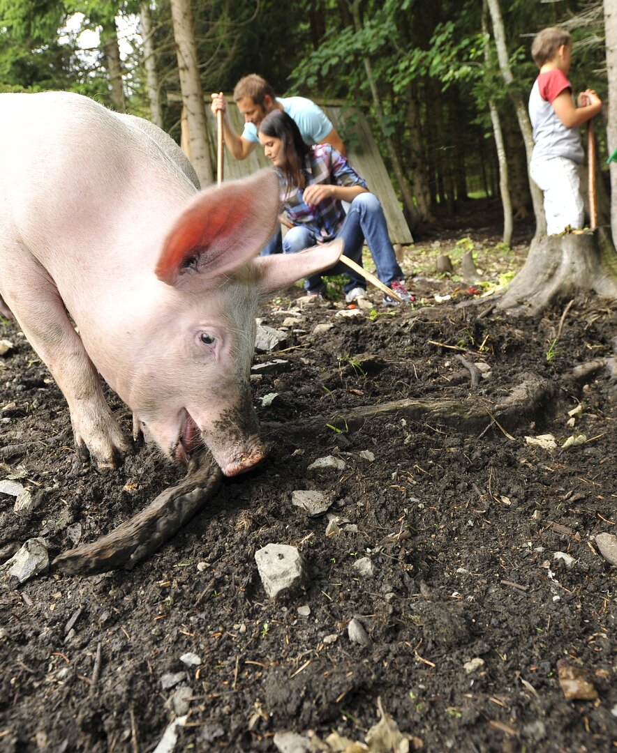 Schweine im Wald  | © Urlaub am Bauernhof / Ralph Fischbacher