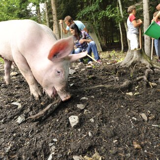 Schweine im Wald  | © Urlaub am Bauernhof / Ralph Fischbacher