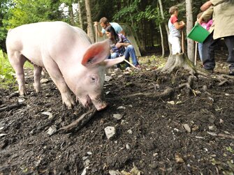 Schweine im Wald  | © Urlaub am Bauernhof / Ralph Fischbacher