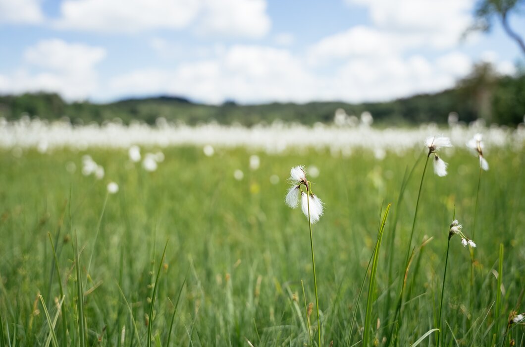 Wiese im Moor | © Daniel Gollner / Urlaub am Bauernhof