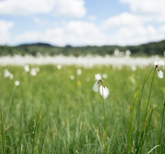 Wiese im Moor | © Daniel Gollner / Urlaub am Bauernhof