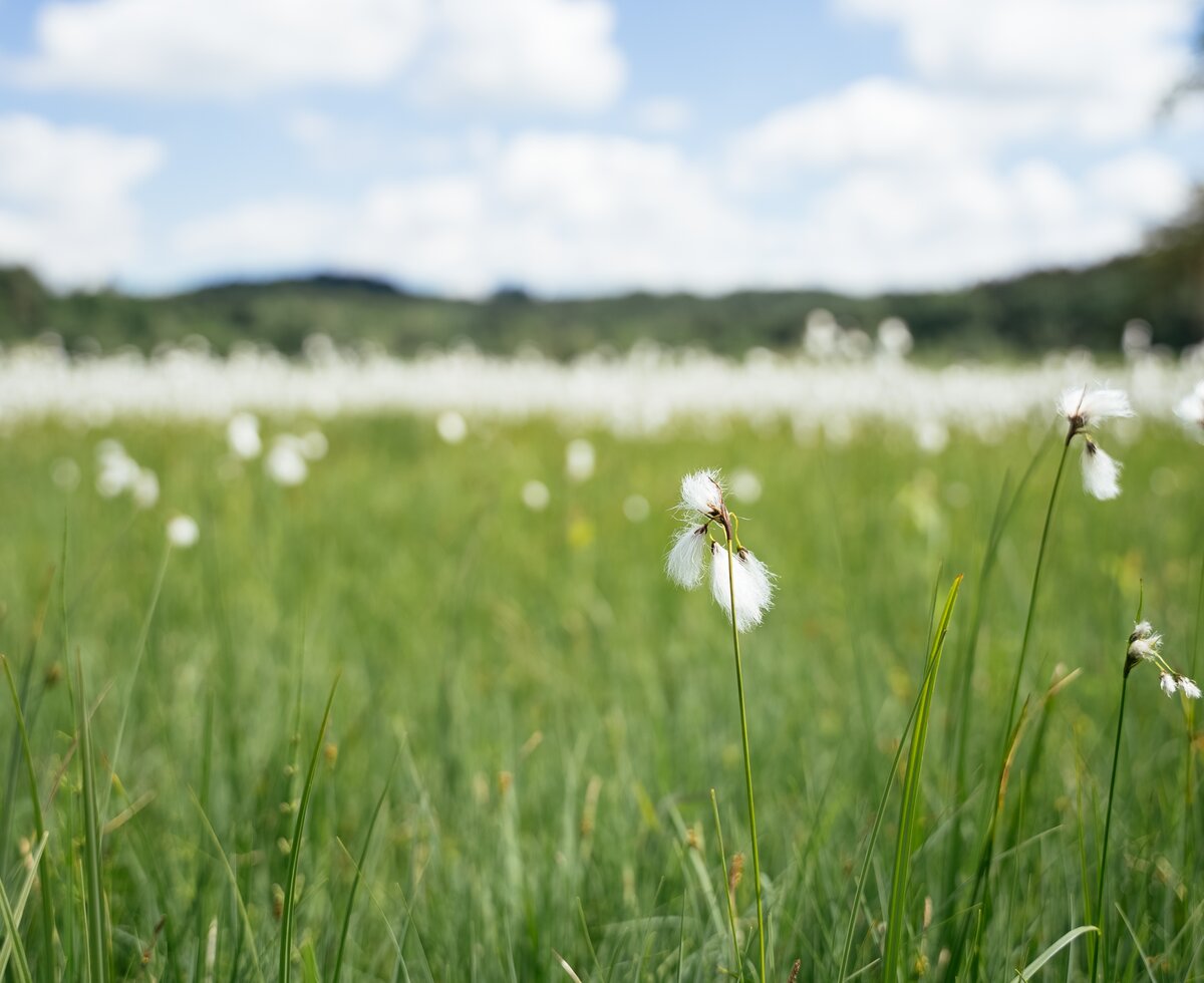 Wiese im Moor | © Daniel Gollner / Urlaub am Bauernhof