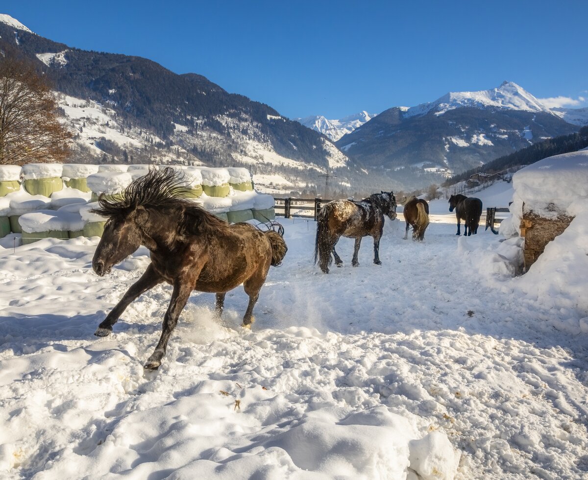 Pferde auf der verschneiten Koppel | © Urlaub am Bauernhof / Bernd Suppan 