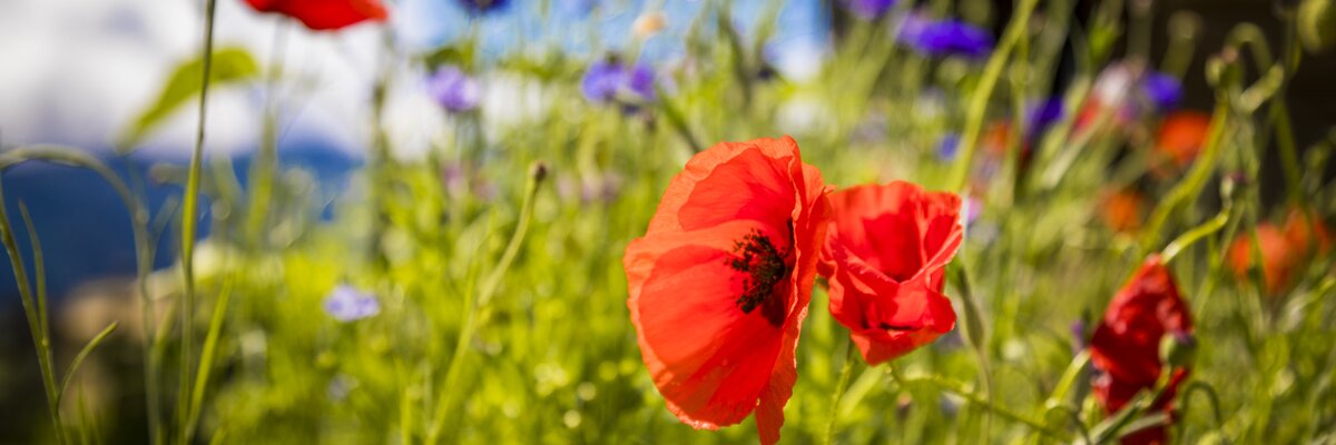 Blume am Brandgut in Mühlbach, SalzburgerLand | © Urlaub am Bauernhof im SalzburgerLand / Bernd Suppan