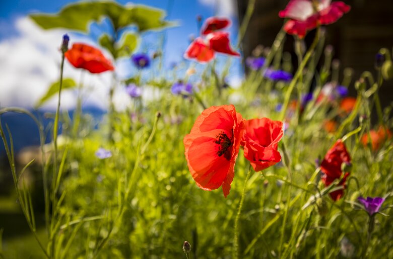 Blume am Brandgut in Mühlbach, SalzburgerLand | © Urlaub am Bauernhof im SalzburgerLand / Bernd Suppan