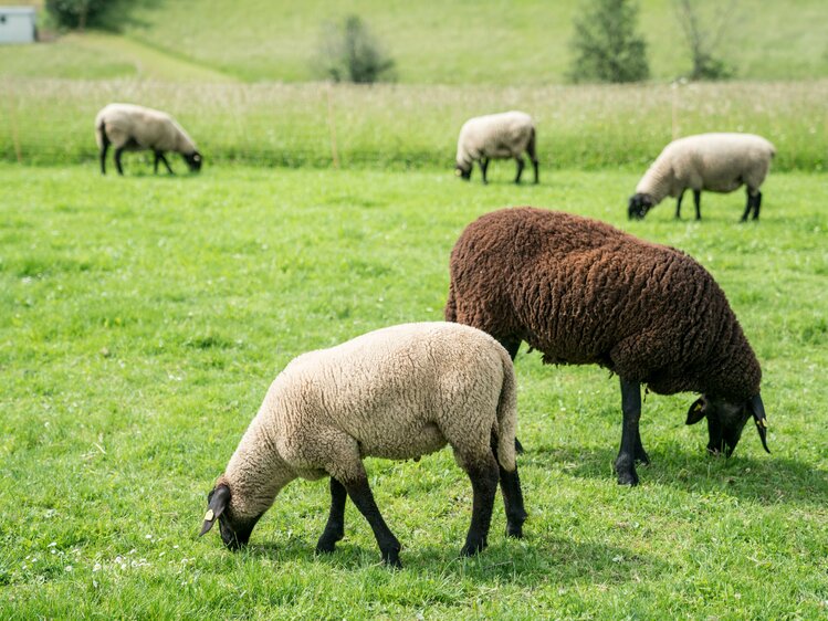 Schafe auf der Weide | © Urlaub am Bauernhof im SalzburgerLand / Matthias Gruber