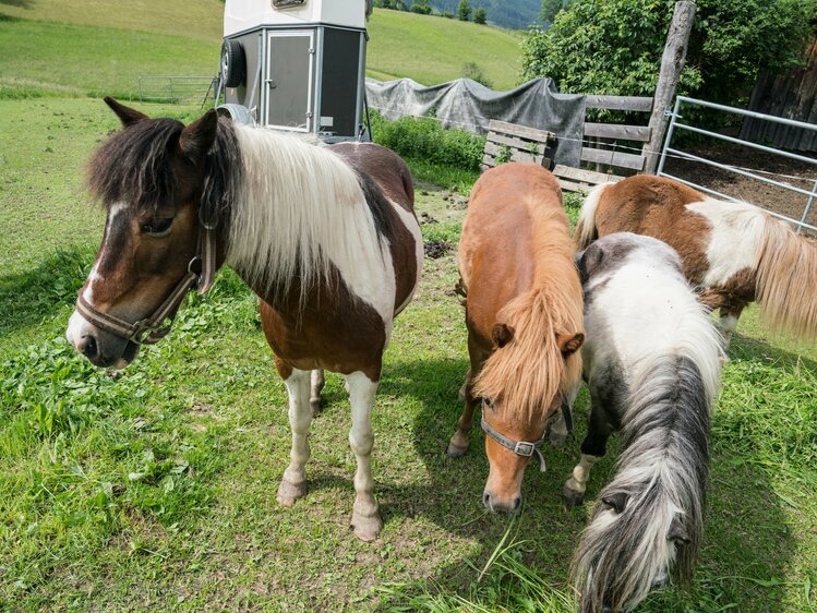 Ponys auf der Wiese | © Urlaub am Bauernhof im SalzburgerLand / Matthias Gruber