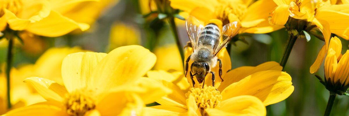 Biene beim Einsammeln der Pollen am Angerlgut St. Koloman | © Urlaub am Bauernhof/Punkt und Komma gmbh