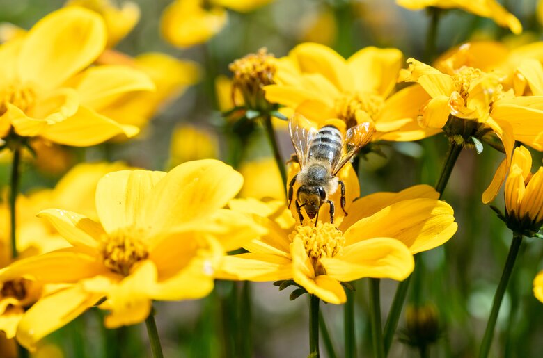 Biene beim Einsammeln der Pollen am Angerlgut St. Koloman | © Urlaub am Bauernhof/Punkt und Komma gmbh